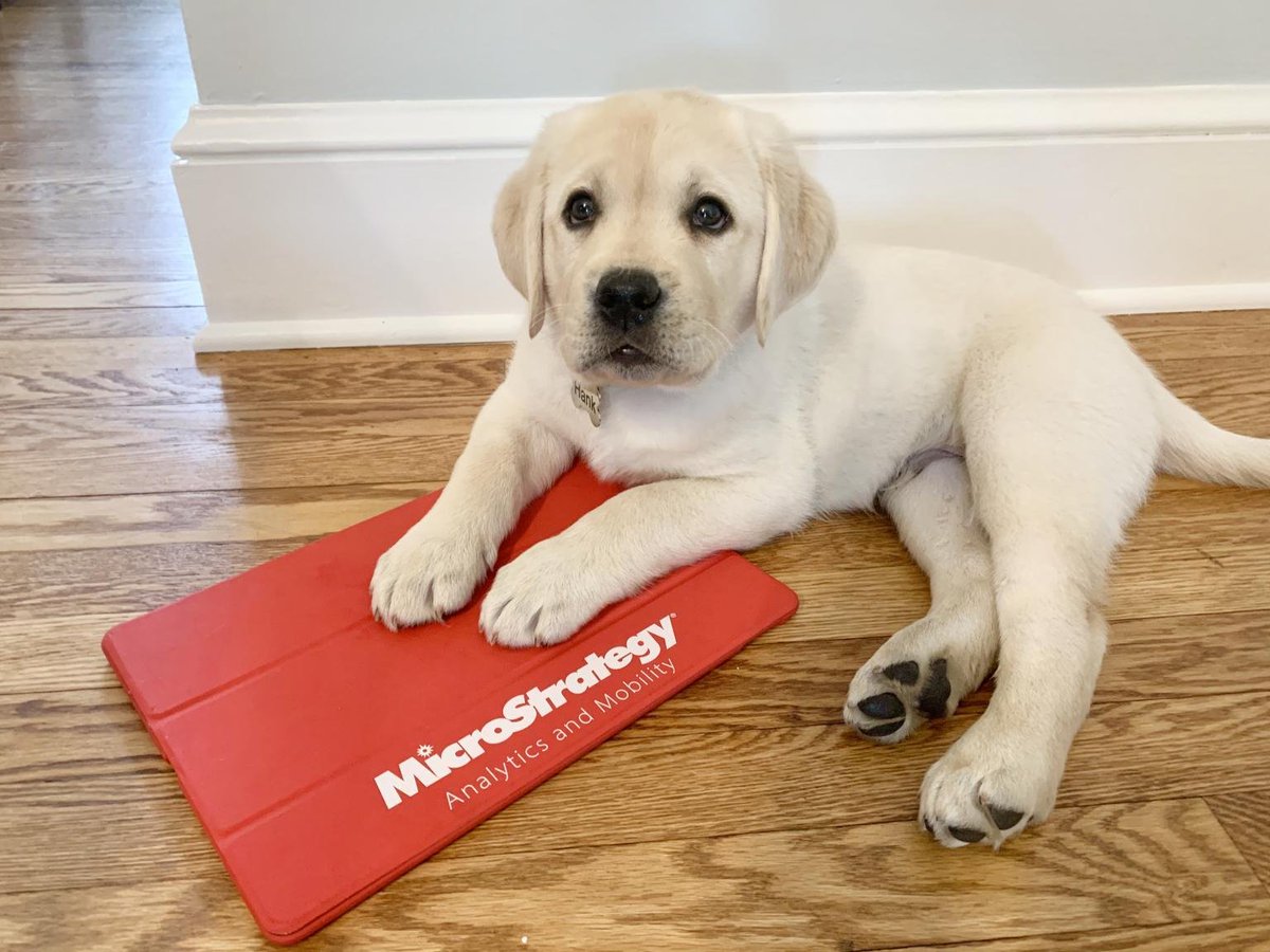 MicroStrategy's tweet photo. Meet Hank, our newest mascot.
That's it, that's the post.
#PetsofMSTR #ModernAnalytics #BI https://t.co/Py01nPXkHA