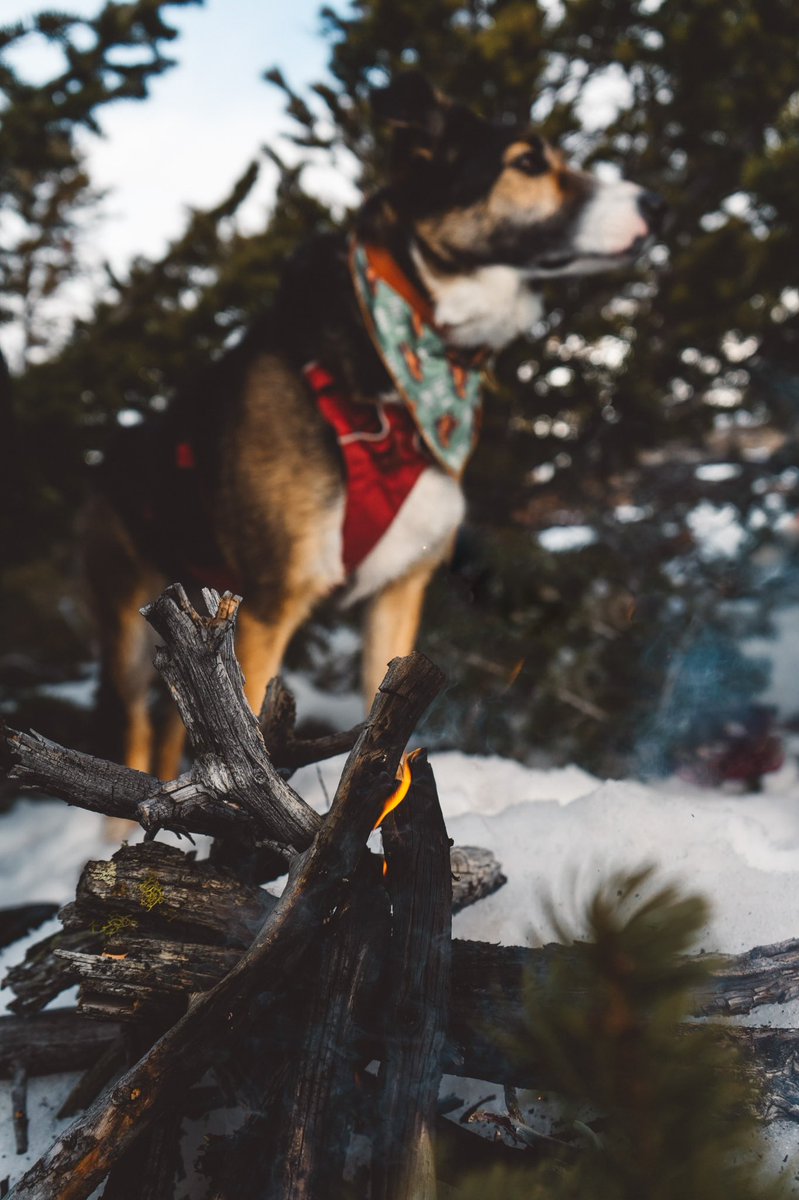 Chossy & Lacey tweet media