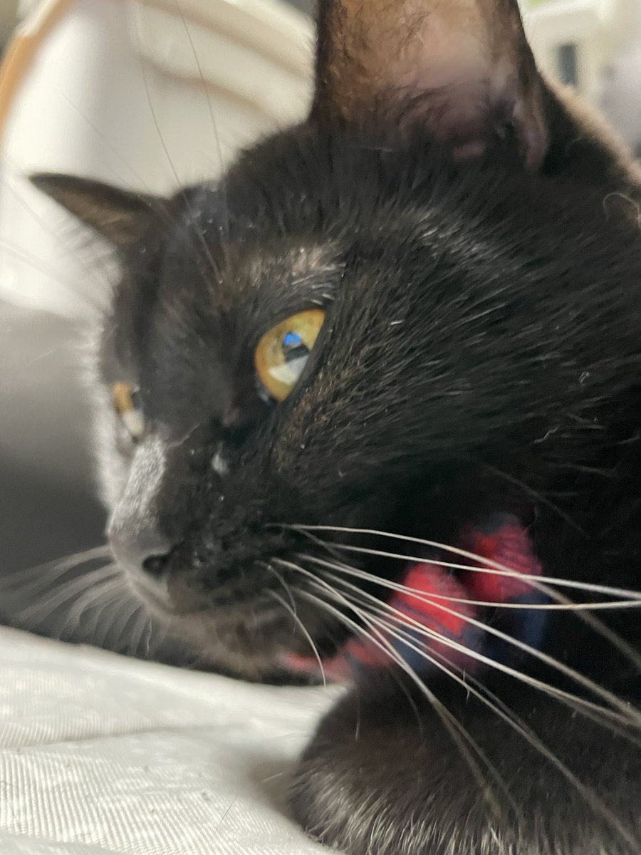 _p_t_t_i's tweet image. 夜ねこ 2022.03.22