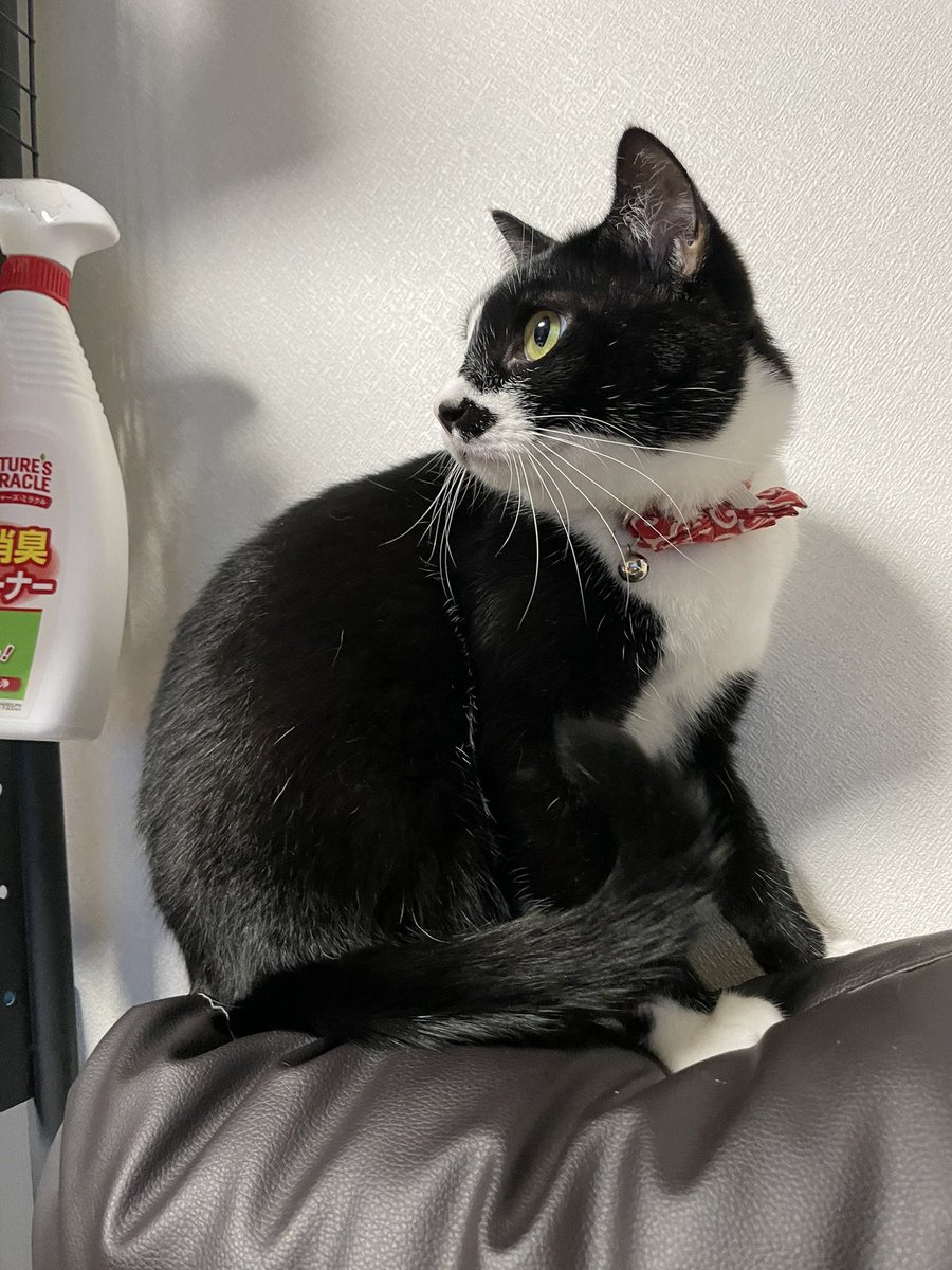 _p_t_t_i's tweet image. 夜ねこ 2022.03.22