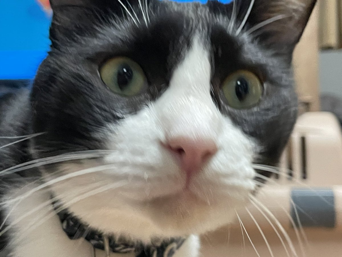 _p_t_t_i's tweet image. 夜ねこ 2022.03.22