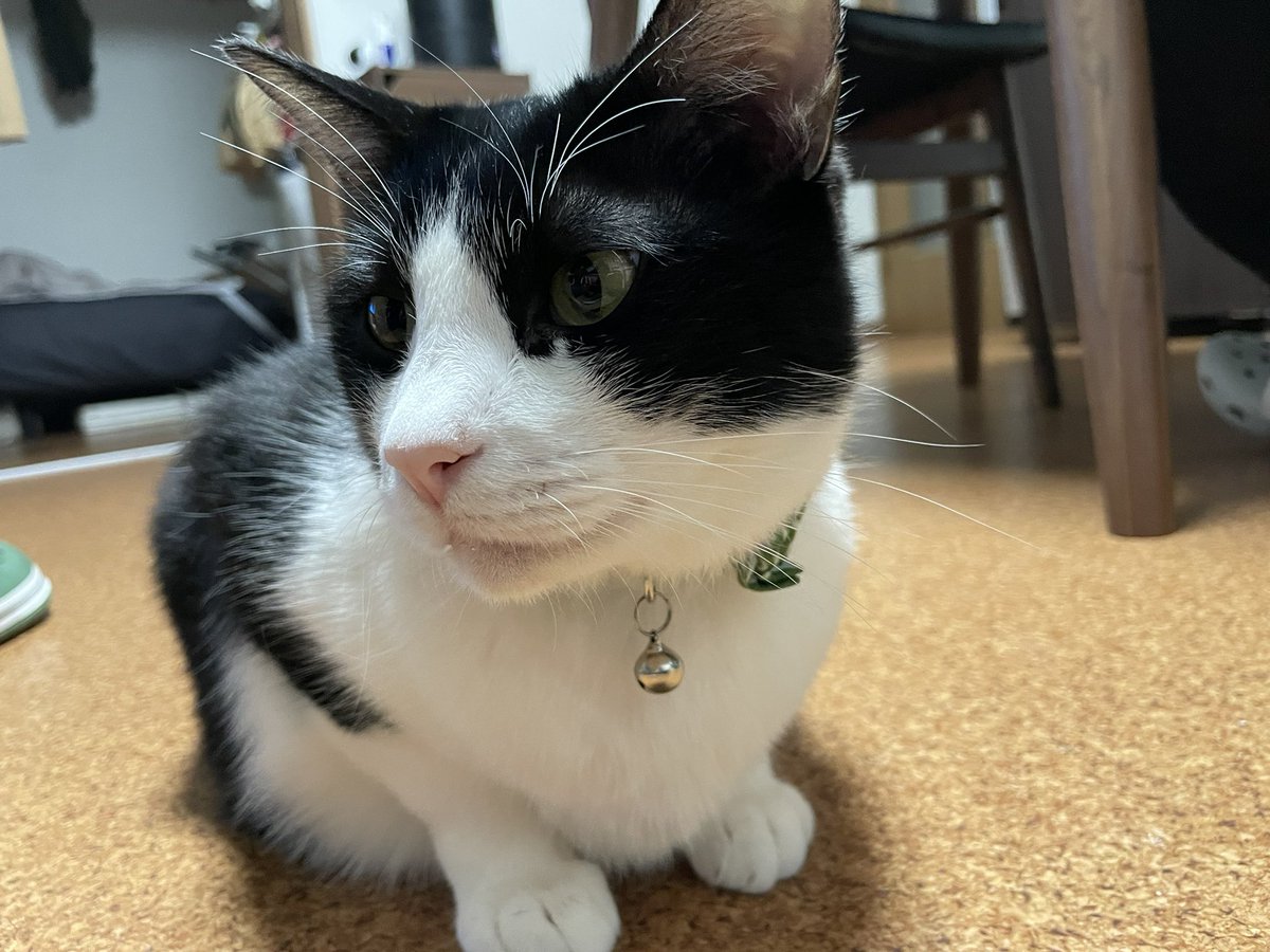 _p_t_t_i's tweet image. 夜ねこ 2022.03.22