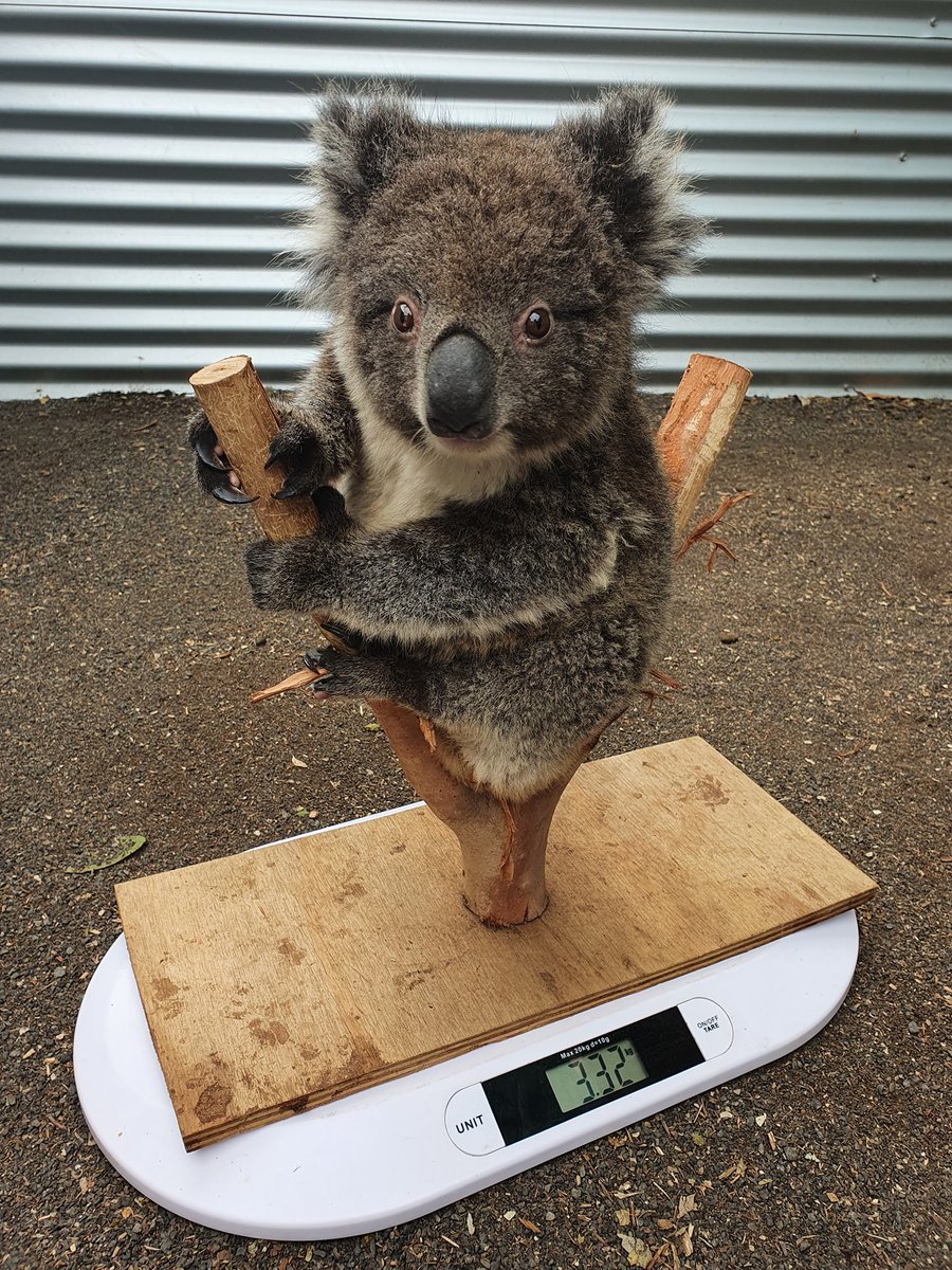 Goodable's tweet photo. Just in case you needed it today, a reminder that this is how they weigh koalas.

🐨❤️ https://t.co/jtnlpzMbWX