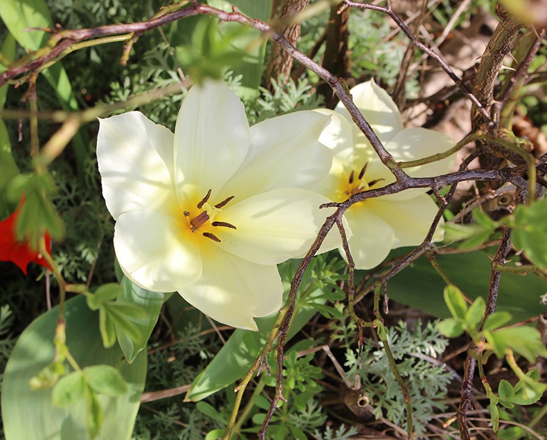 RussellHouseSch's tweet photo. Isn't it magical how nature doesn't even have to try? Spring is the perfect time for finding patterns in nature ahead of #worldmathsday tomorrow. How many can you find out in the gardens? #lovemaths #lovepatterns #loverussellhouse @RHHeadmaster https://t.co/aSJxU4Ol0q