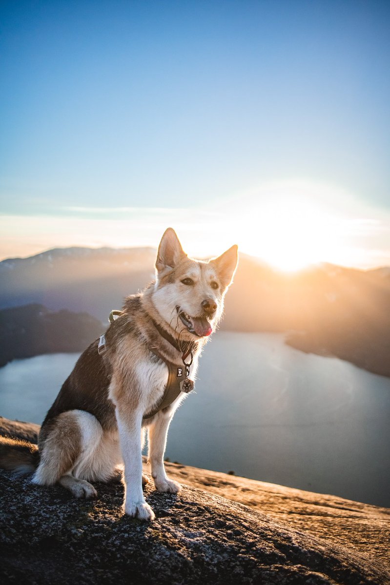 Sully, Quest & Arla tweet media