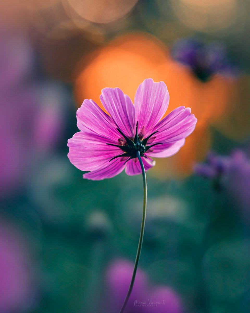 Summer throwback ☀️

#macrohour #ThePhotoHour #sunset #nature #flowerphotography #summer