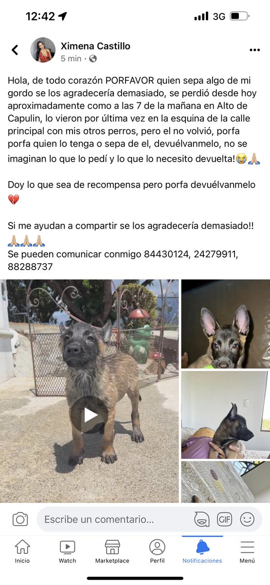 Hola soy yo de nuevo, la fe y la esperanza no la voy a perder y se que voy a lograr dar con mi perrito Bull
Todos tenemos la corazonada de que está en orotina, atando cabos y según unos mensajes que me enviaron PORFAVOR si saben algo, si se les parece o lo mínimo 😭🙏🏼🙏🏼
RT 🙏🏼pls