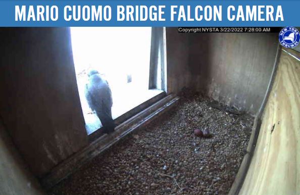 BIG NEWS! Our female peregrine falcon has laid two eggs in the bridge's nestbox. 🪺🥚🥚

Be sure to follow along on our webcam: on.ny.gov/3tuWrHd