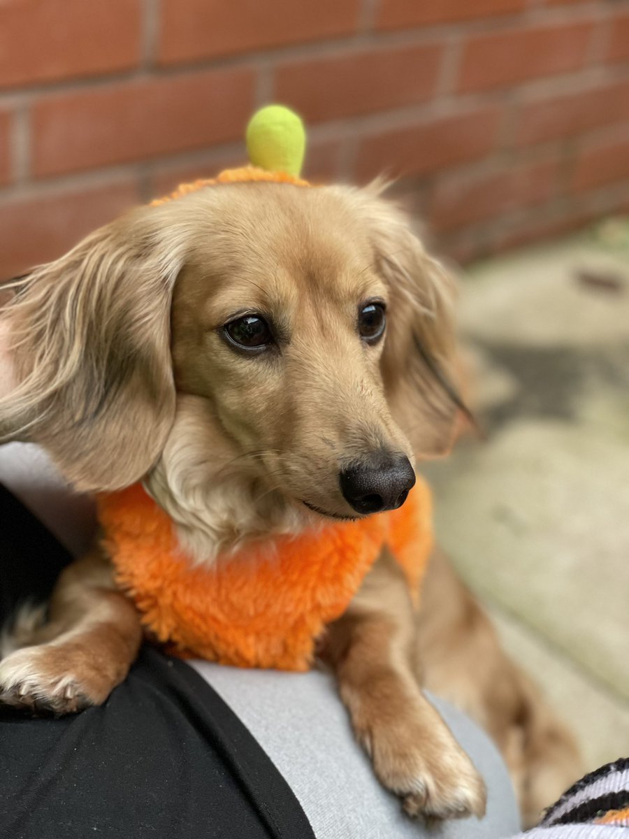 ell_daviess's tweet photo. @OfficialPLT princess churro #PLTpets 💖💖💖 https://t.co/g2Ern2PYyD