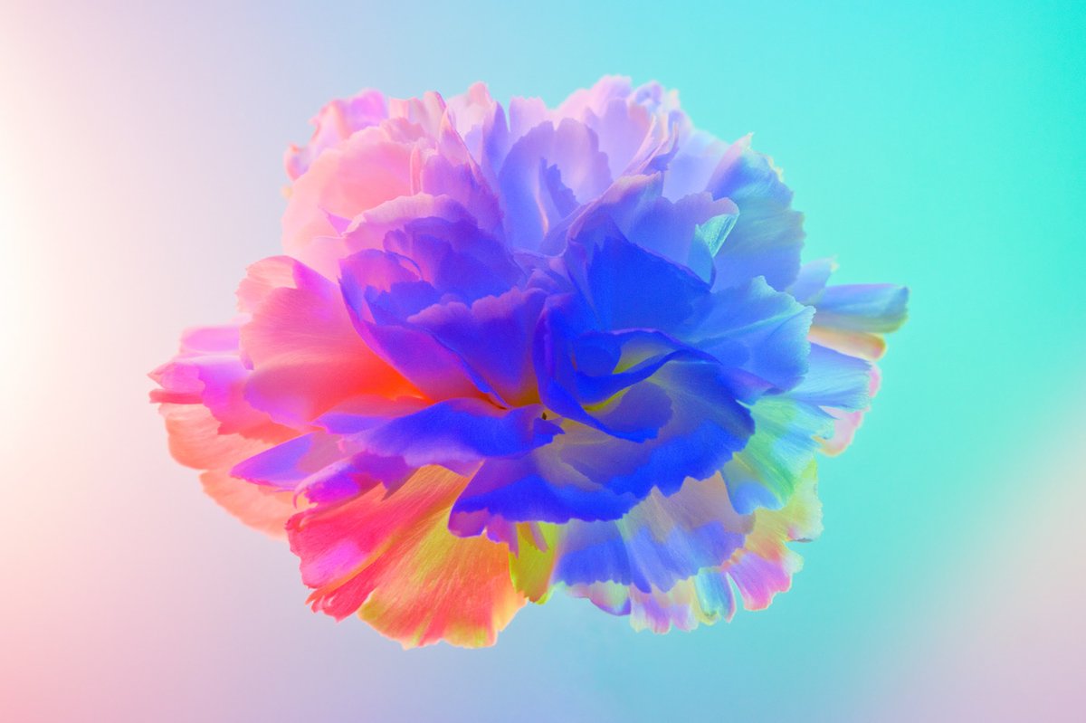Behance's tweet photo. Neon flowers photographed by @ClaireBoscher_ 🌼 — see more photography projects by Claire > https://t.co/Z756yNrPan https://t.co/bt2JVZzgDm