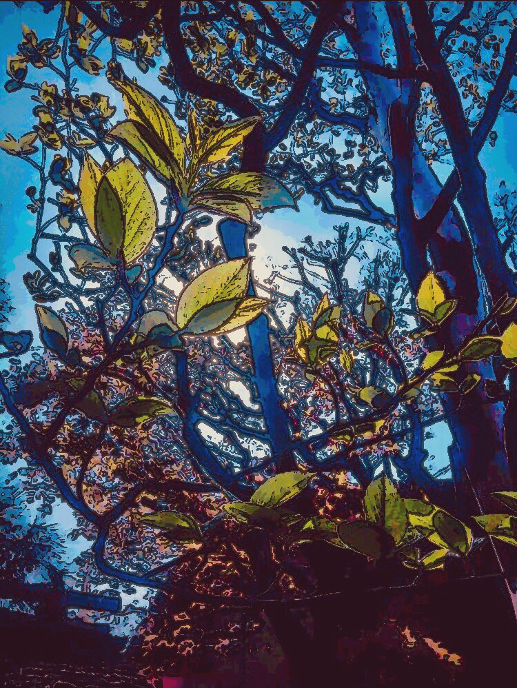 怒るオカメインコ 春の木漏れ日 みんなで楽しむtwitter展覧会 T Co W3hgbjig9f Twitter