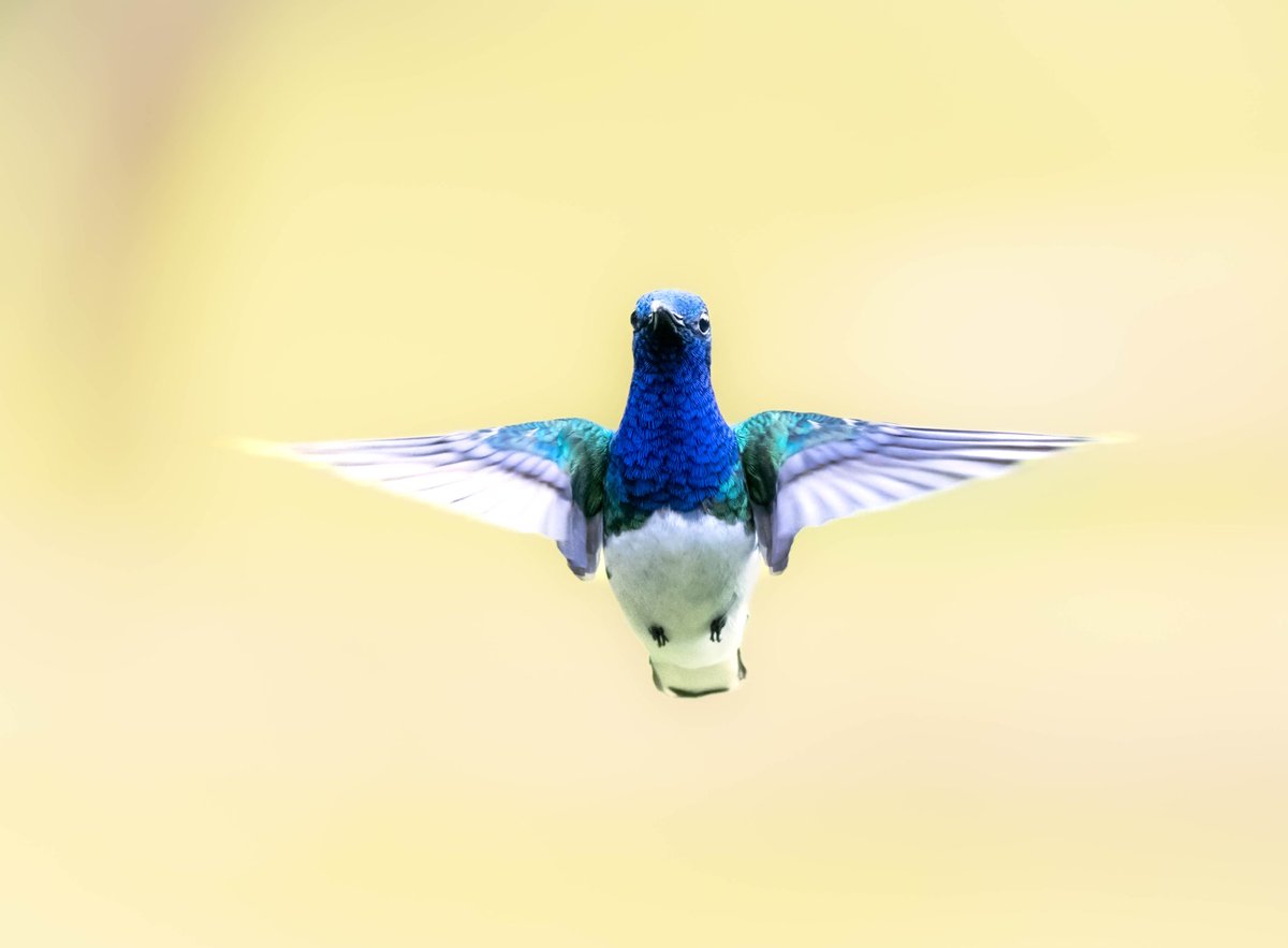 hhup20000's tweet photo. El colibrí es el único animal alado que tiene la capacidad de volar en todas direcciones: derecha, izquierda, adelante y hacia atrás. Es por esto que necesitan comidas frecuentes, que pueden sobrepasar su peso corporal cinco veces en un mismo día. #hummingbirs #colibries https://t.co/Db2TPOt7SK