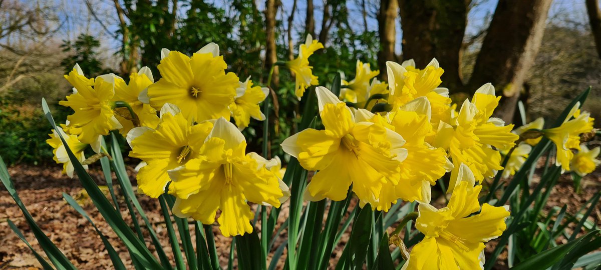 SamCelebrant's tweet photo. #Spring #daffodils on a beautiful #March day at Ulster Uni #Coleraine @bbcniweather @WeatherCee @angie_weather @barrabest @Louise_utv @deric_tv @WeatherAisling @VisitCauseway @UlsterUni @ColeraineMeteo https://t.co/hzJHI0SJ41