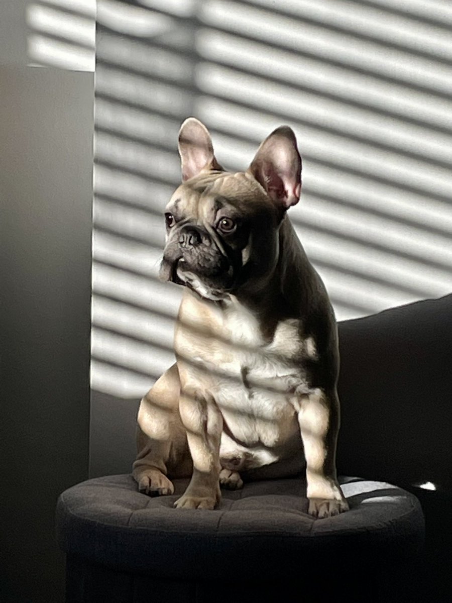 chloeramsayy's tweet photo. #PLTpet #PLTpets https://t.co/1ads3TBf3e