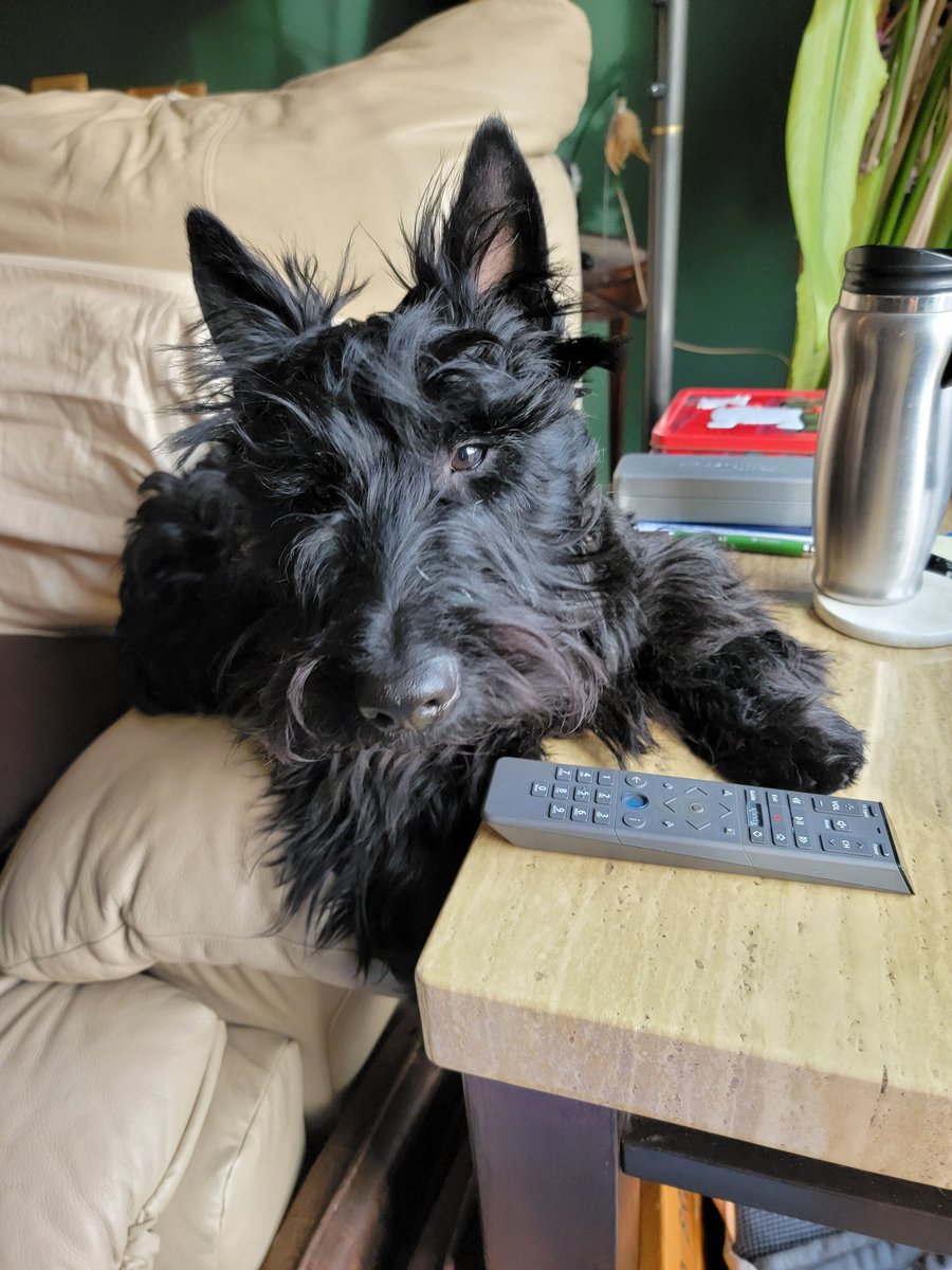 Looks like its a day in front of the TV pals, what you up to?
#DogsofTwittter