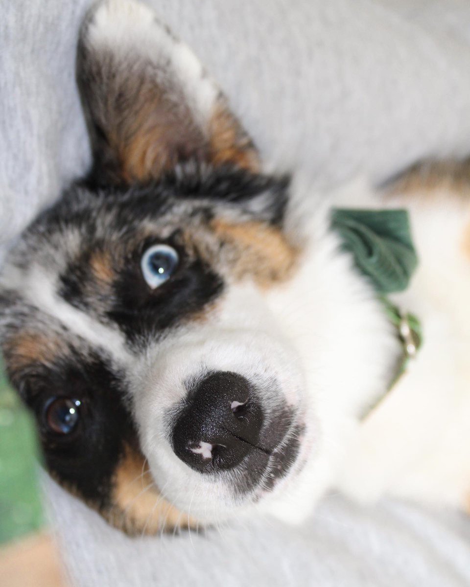 We just got unsuspended from Twitter, is anyone still here? #dogsoftwitter #dogsofinstagram