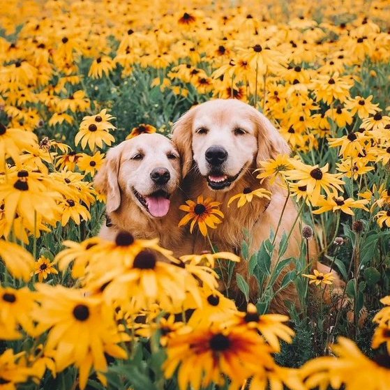 Do Golden Retrievers Need A Big Yard