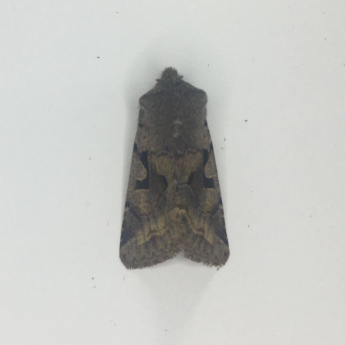 GraemeBWilson's tweet photo. Never got anything my first night of moth trapping in 2022 but got these 2 Hebrew Characters on my second night. They’re a very common spring moth that is on the wing in Mar-Apr.
#hebrewcharacter #moth #moths #mothtrapping #mothtrap
@BBCSpringwatch @WildlifeMag @savebutterflies https://t.co/q3I8VdCGSv