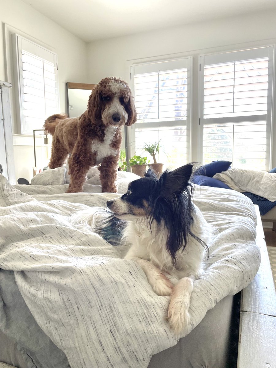 pamela @pwnela@toot.cat tweet media