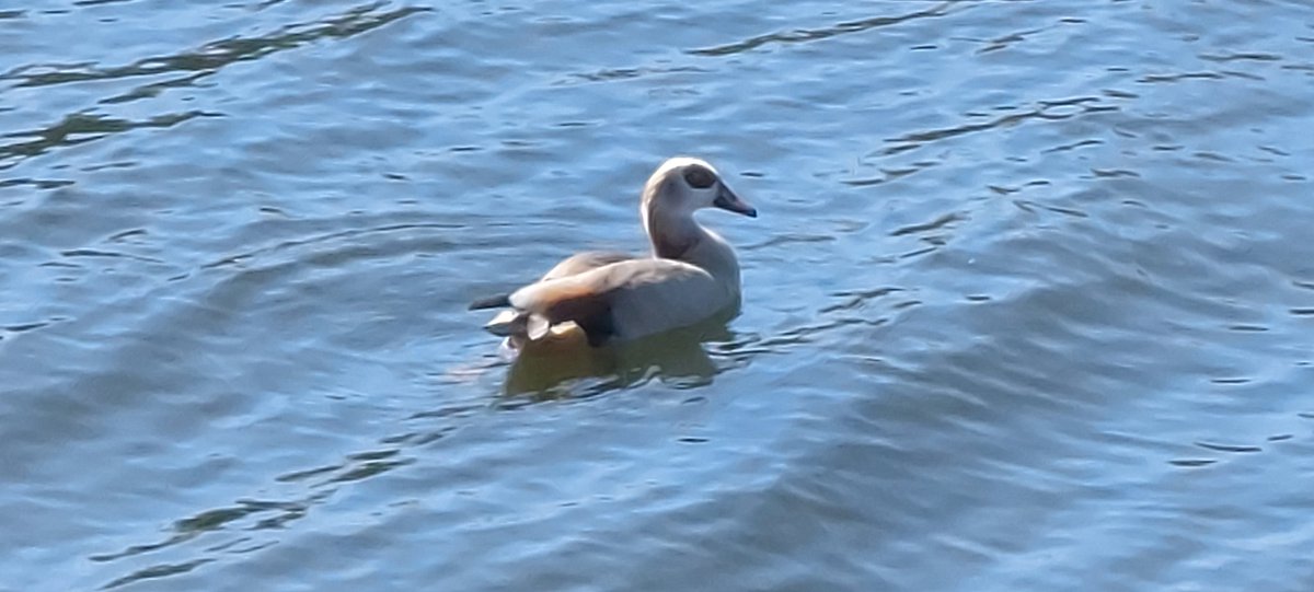 🇺🇲🇬🇧 Saw this duck during a walk. I can't figure out what type of duck it is. Does anybody know?
🇳🇱🇧🇪 Ik zag deze eend tijdens een wandeling, maar ik kan niet achterhalen wat voor een eend het is. Heeft iemand enig idee?