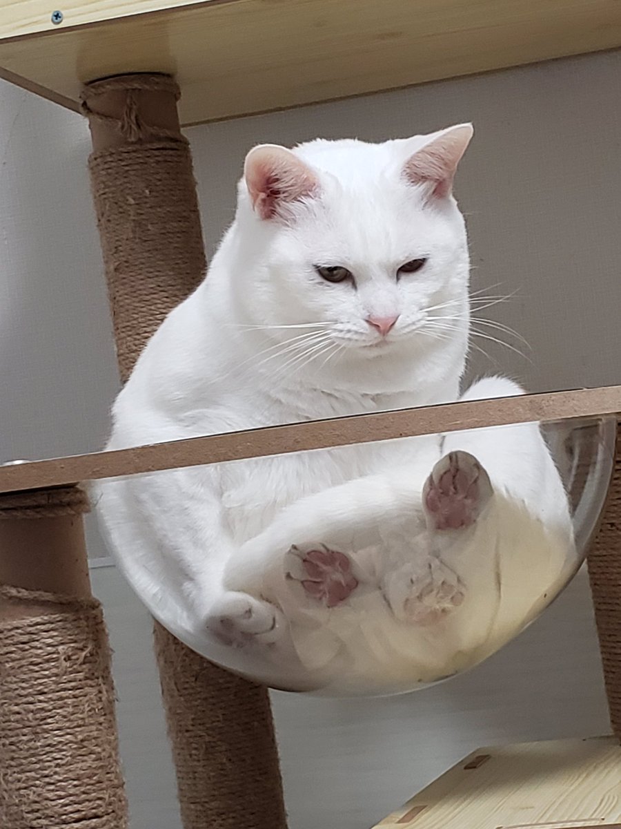 Nonch4N3's tweet photo. 肉球🐾🐾 https://t.co/C6hW3H2KKz
