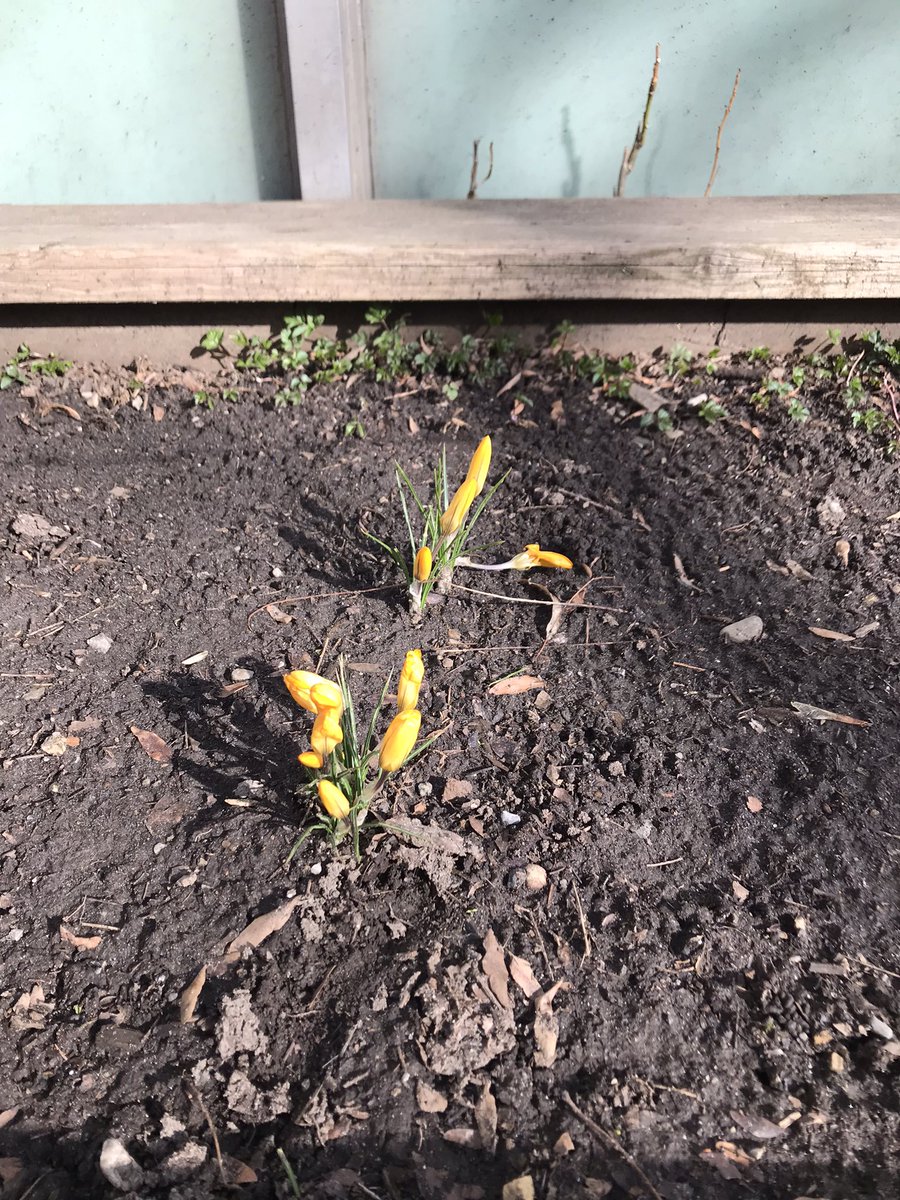 Dundas_TDSB's tweet image. Signs of Spring at @Dundas_TDSB 🌷