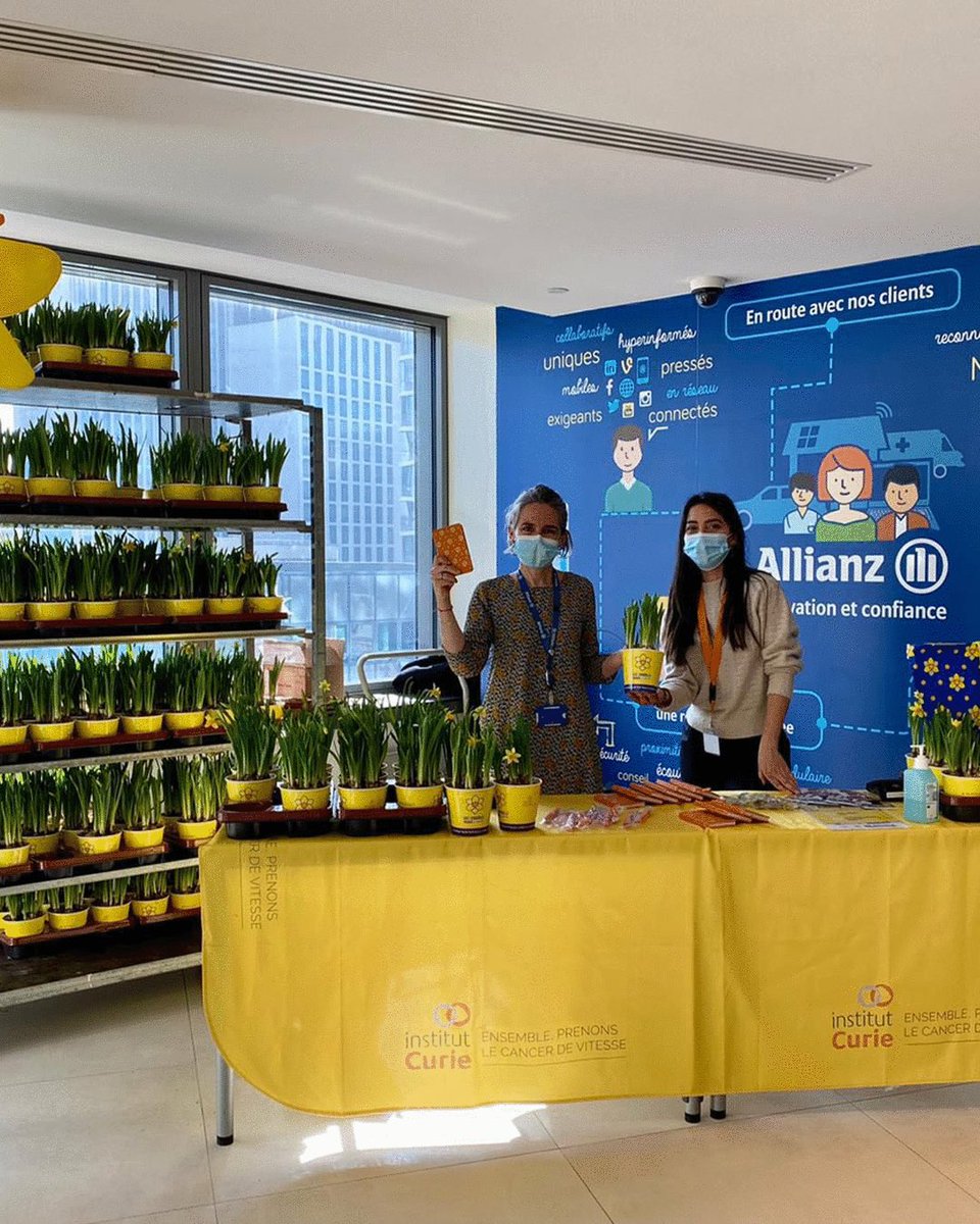 Courir et marcher pour la bonne cause : déjà 1314 inscrits et 22 932 km parcourus depuis le début de la course ! Bravo à tous les #Allianzers qui se sont mobilisés pour #UneJonquilleContreLeCancer. 

Pour vous inscire ➡ swll.to/UneJonquillePo…