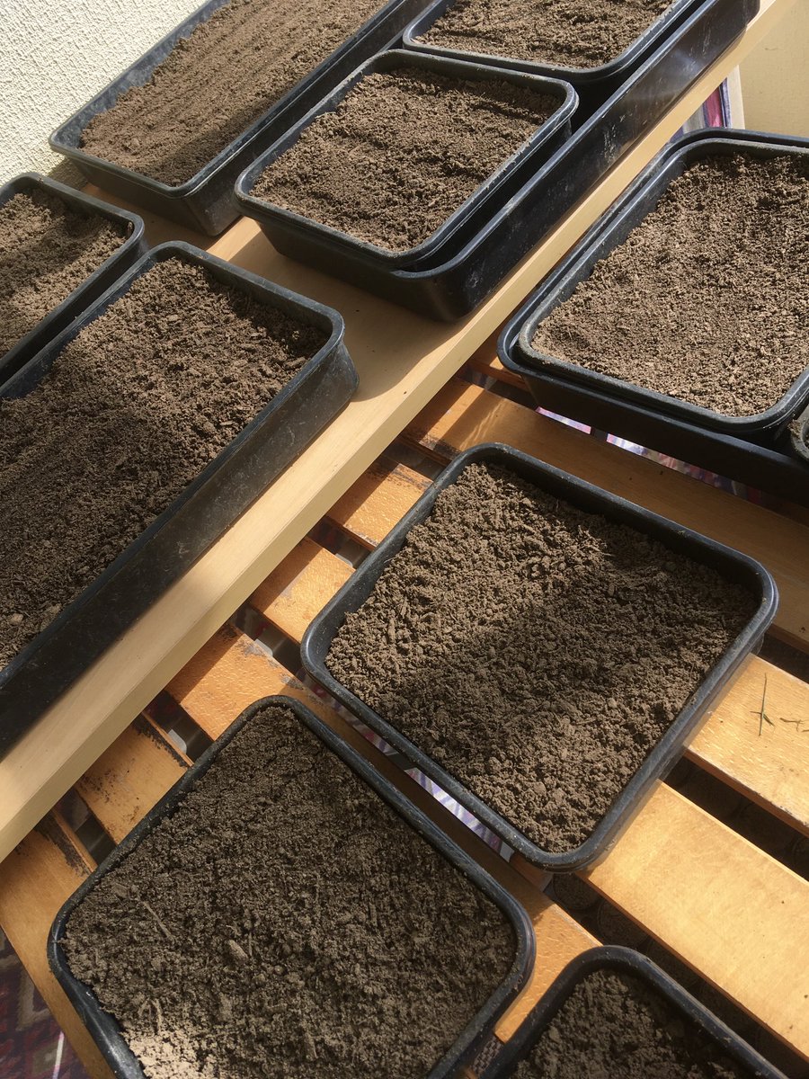 yumcoconut's tweet photo. Seed compost warmed and ready for the first seeds. To think we’ll be picking our own crops in a few months. If you can find some room in your garden, even if it’s a small garden like ours, it’s so worthwhile. #seedcompost #springishere #growyourown #plantingseeds https://t.co/EpKyiN1j2I