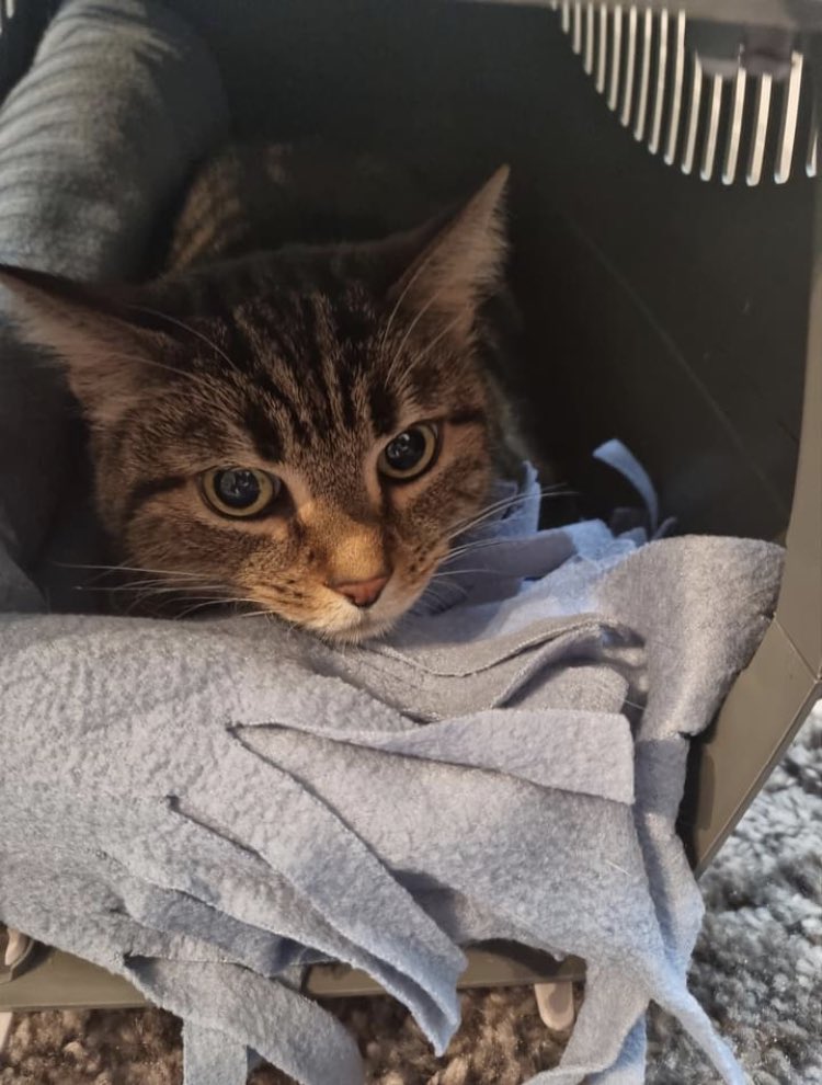 _LeChatPitre's tweet photo. #Abandons #chat 
Plusieurs prises en charge chez Le Chat'Pitre cette semaine,dont les 2 abandons ci-dessous. 
🛑 Fergie et Coton recherchent leur parrains/ marraines ! Nous avons besoin de votre aide pour continuer les sauvetages. Vous trouverez toutes les infos en commentaires https://t.co/5xZj02AIx4
