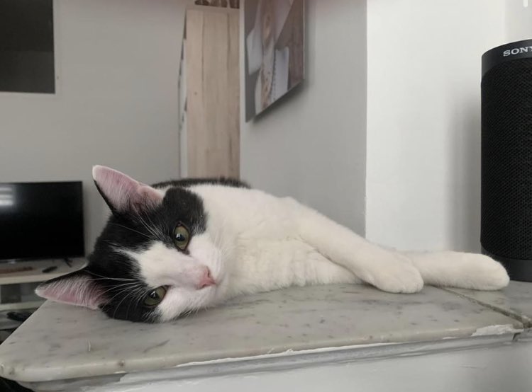 _LeChatPitre's tweet photo. #Abandons #chat 
Plusieurs prises en charge chez Le Chat'Pitre cette semaine,dont les 2 abandons ci-dessous. 
🛑 Fergie et Coton recherchent leur parrains/ marraines ! Nous avons besoin de votre aide pour continuer les sauvetages. Vous trouverez toutes les infos en commentaires https://t.co/5xZj02AIx4