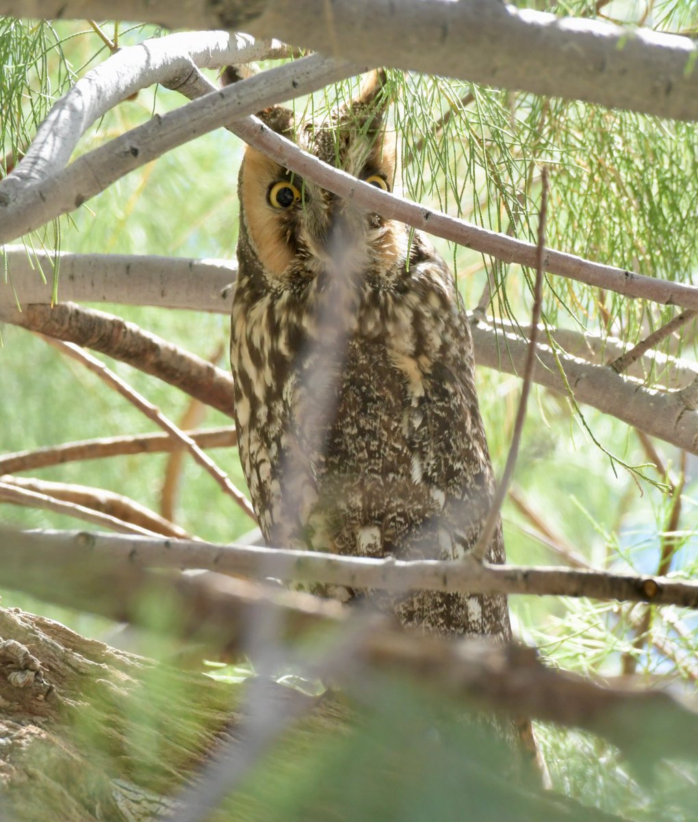 AdamDClovermist's tweet photo. Our #Naturetrektailormade day in California’s dry San Juaquin Valley was in 2 halves. Daytime was dominated by predators. Long-eared and Burrowing Owl, Roadrunner and the incredible Ferruginous Hawk, largest buteo in the world.    @naturetrektours https://t.co/Qx9TuDHAeA