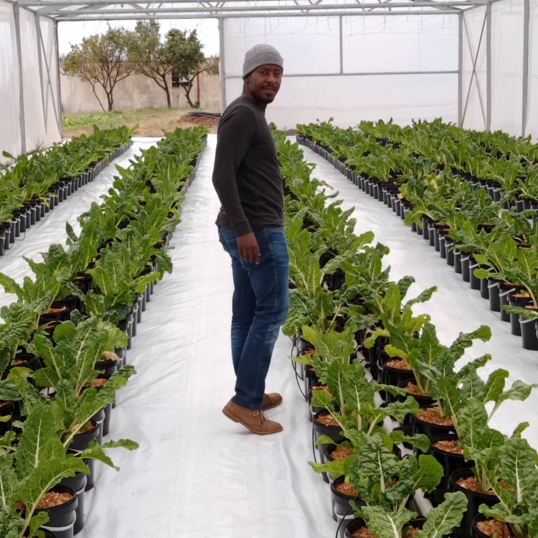 Today we Highlight Our #MCM  Given Makanasela Another WIBC Urban Agriculture Initiative Graduate. 
His farm is based in Randfontein, Given grows the freshest Tomatoes in town! #UAI2022 #WIBC2022 #agriculture 
@gaobamelwe_H
Email : orders@gaobamelwe.biz
Phone : 0670997231