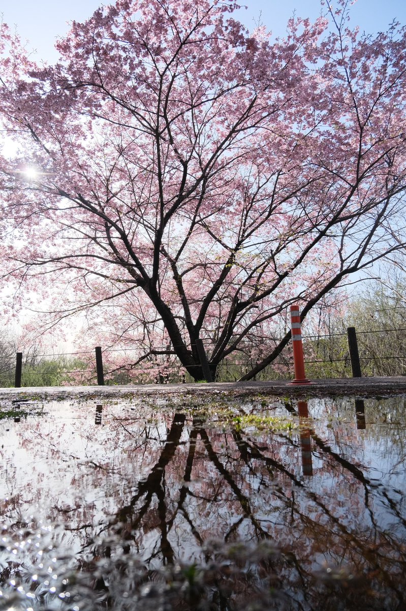 sunset06140614's tweet photo. 人生であと何回桜が見れるのだろう。
歳を増すごとに桜の儚さを感じる。

#photo #photograghy #写真
#ファインダー越しの私の世界
#写真撮ってる人と繋がりたい
#カメラ好きな人と繋がりたい
#キリトリセカイ
#xs10 https://t.co/VXTxnbNjeT