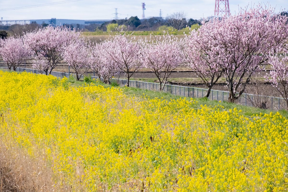 sunset06140614's tweet photo. 人生であと何回桜が見れるのだろう。
歳を増すごとに桜の儚さを感じる。

#photo #photograghy #写真
#ファインダー越しの私の世界
#写真撮ってる人と繋がりたい
#カメラ好きな人と繋がりたい
#キリトリセカイ
#xs10 https://t.co/VXTxnbNjeT