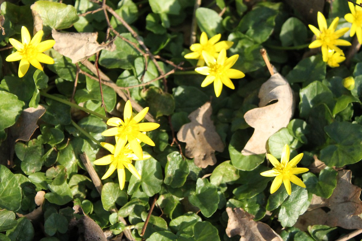 JiscaDijk's tweet photo. #wildeplanten 
Gewoon #Speenkruid = #Vicariavernaverna schittert je tegemoet en voor de gewone #Dotterbloem = #Caltha palustris - moet je richting sloot. Omdat het maart is moet dit het maarts #Viooltje zijn.
💛💙💛 https://t.co/VP33PBLvZi