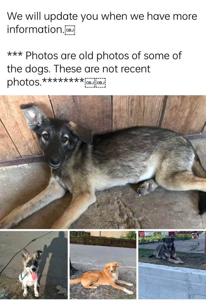 kobij143's tweet photo. News about The Dogs of Chernobyl !!!
#dogsofchernobyl #dogs #animalrescue #PrayersForUkraine @ABreakingWorld @kinga_valentino https://t.co/w94yZnGy0I