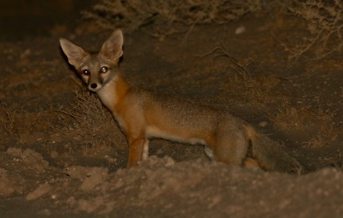 AdamDClovermist's tweet photo. A very exciting night drive completed our #Naturetrektailormade day in California’s dry San Juaquin Valley. An incredible 6 Kit Foxes, both Giant and San Juaquin Kangaroo Rats, Striped Skunk, vocalizing Sierran Tree Frog, and a Barn Owl (making for a 4 owl day!) @naturetrektours https://t.co/9EEgNKBc7N