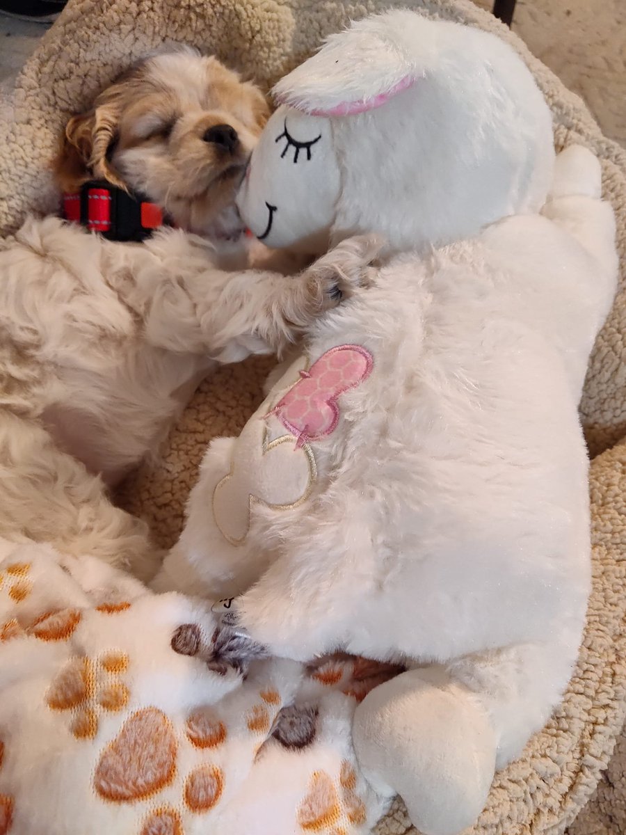 CockerGuild's tweet image. Our daughter added Rhayella to her family. She has so much spunk and energy! (But naps like a boss after spending all that energy. lol)