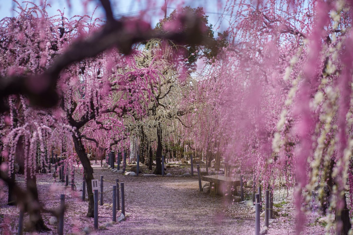 Ichiban_Japan's tweet photo. Mes larmes ont giclé sous les pruniers pleureurs... 💦
📍Sanctuaire Yuuki-jinja (préfecture de Mie) https://t.co/XKX0ERSeeo