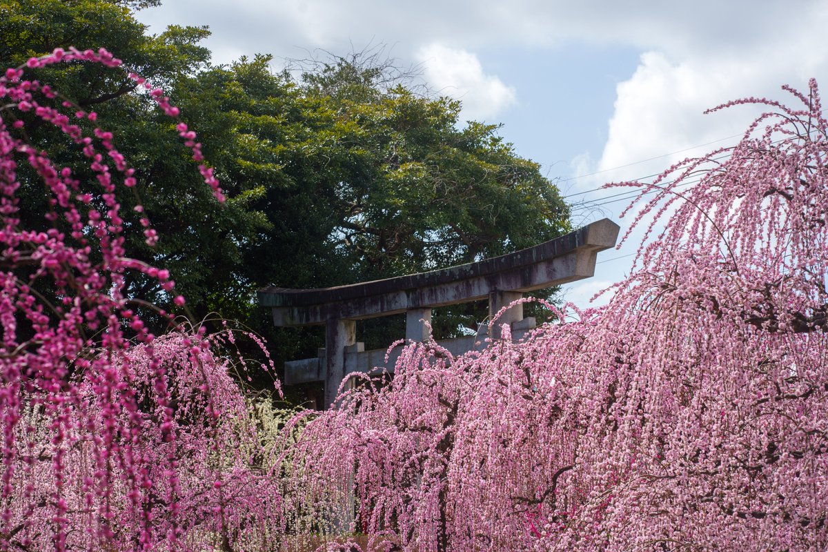 Ichiban_Japan's tweet photo. Mes larmes ont giclé sous les pruniers pleureurs... 💦
📍Sanctuaire Yuuki-jinja (préfecture de Mie) https://t.co/XKX0ERSeeo