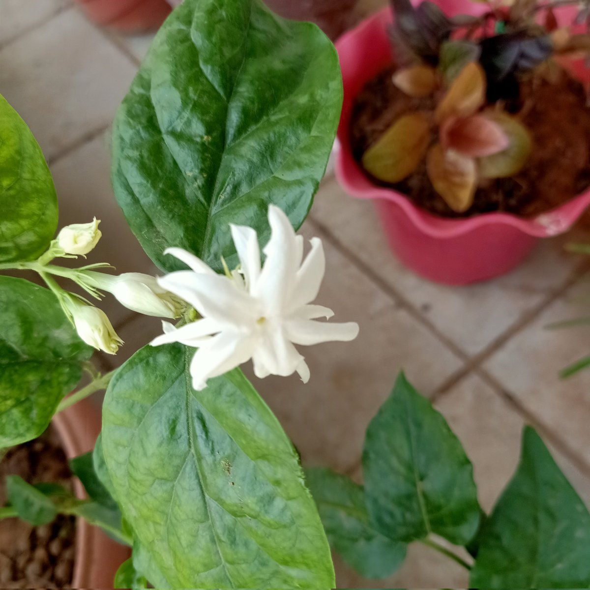 yapragun's tweet photo. This the pic of #Mogra #SeasonsFirst is specially for @Violet_Texts Bahen as she likes white flowers! 🤗🤗 https://t.co/BG4RPRPwhY