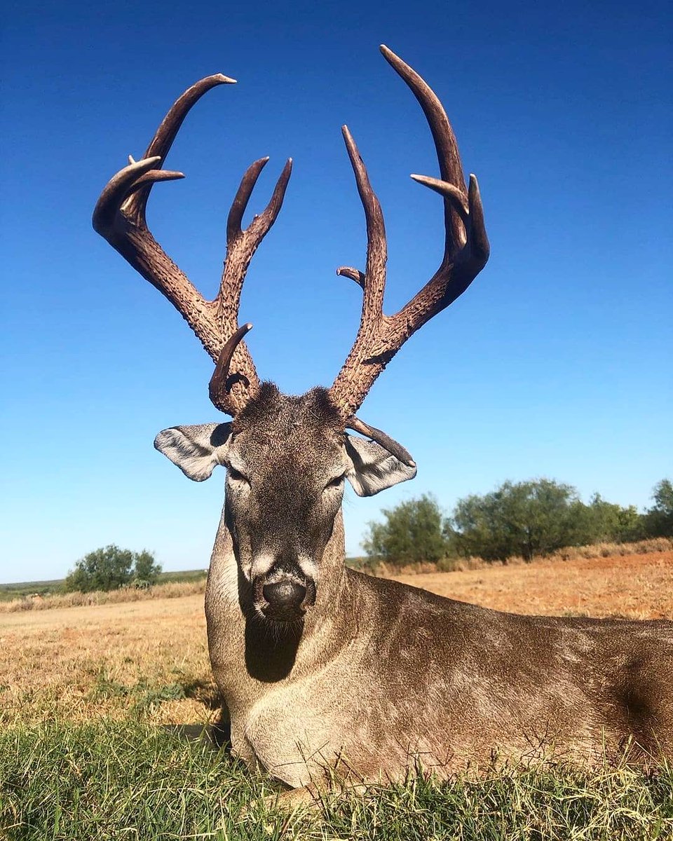 Huntingworld01's tweet photo. 💕
#Hunting, #deer, #deerhunting, #deerseason, #DeerWeek
#deerhunter, #deerhunter, #elkhunting, #elk https://t.co/ny1uGUkYG1