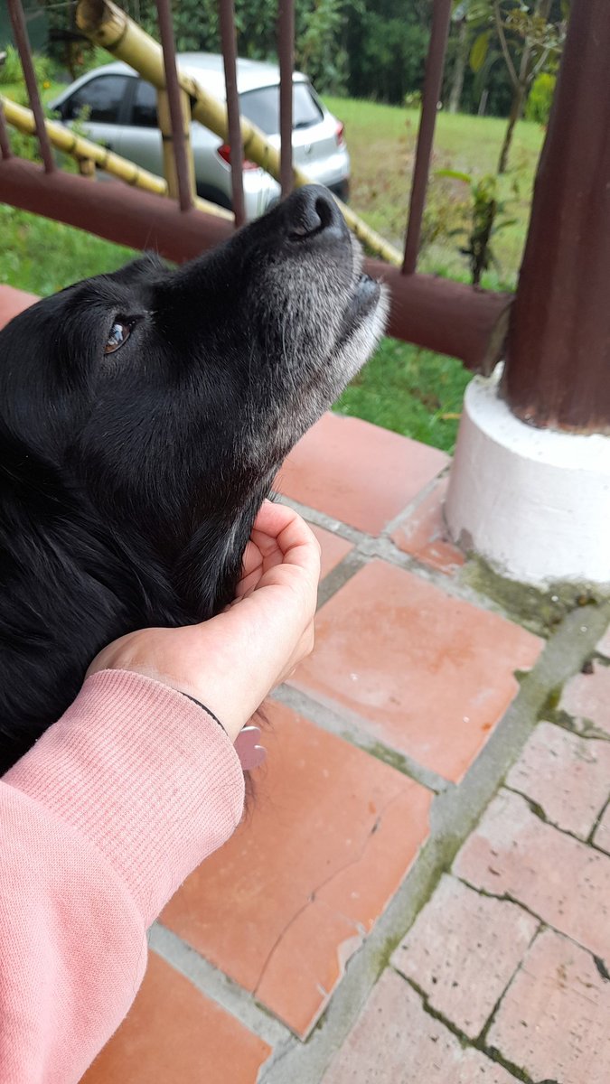 Kathevp05's tweet photo. Good morning from my spoiled dog to you all!❤ how was your weekend? 💃🏼 https://t.co/xBnhXfYoDB