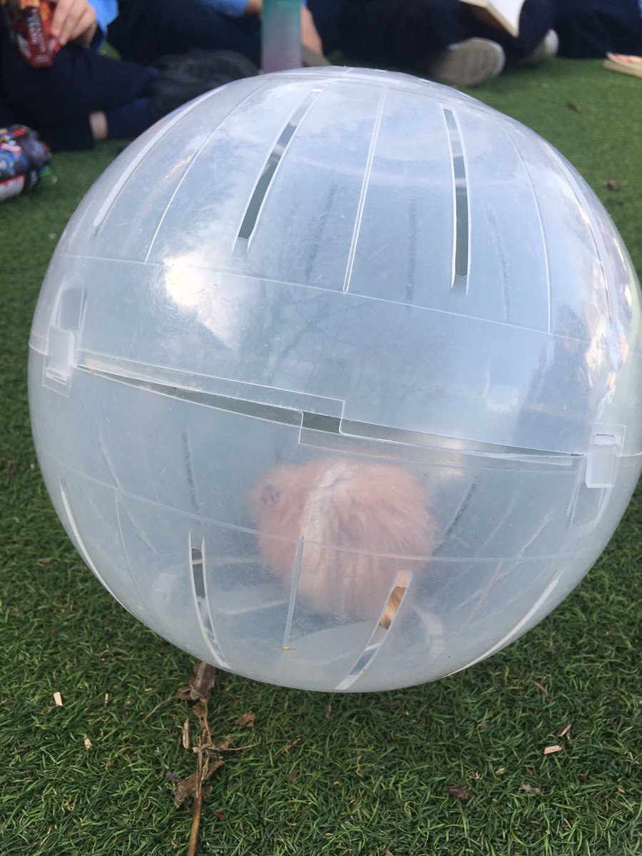 headBHSchool's tweet photo. Year 5 are enjoying reading in the shade following library time. Also a good time for Year 2’s hamster to get some fresh air. #thumbsupsidcup #sidcupmums #chislehurstmums #bexley #sidcup #readingforpleasure #readingisfun https://t.co/l1639foI69
