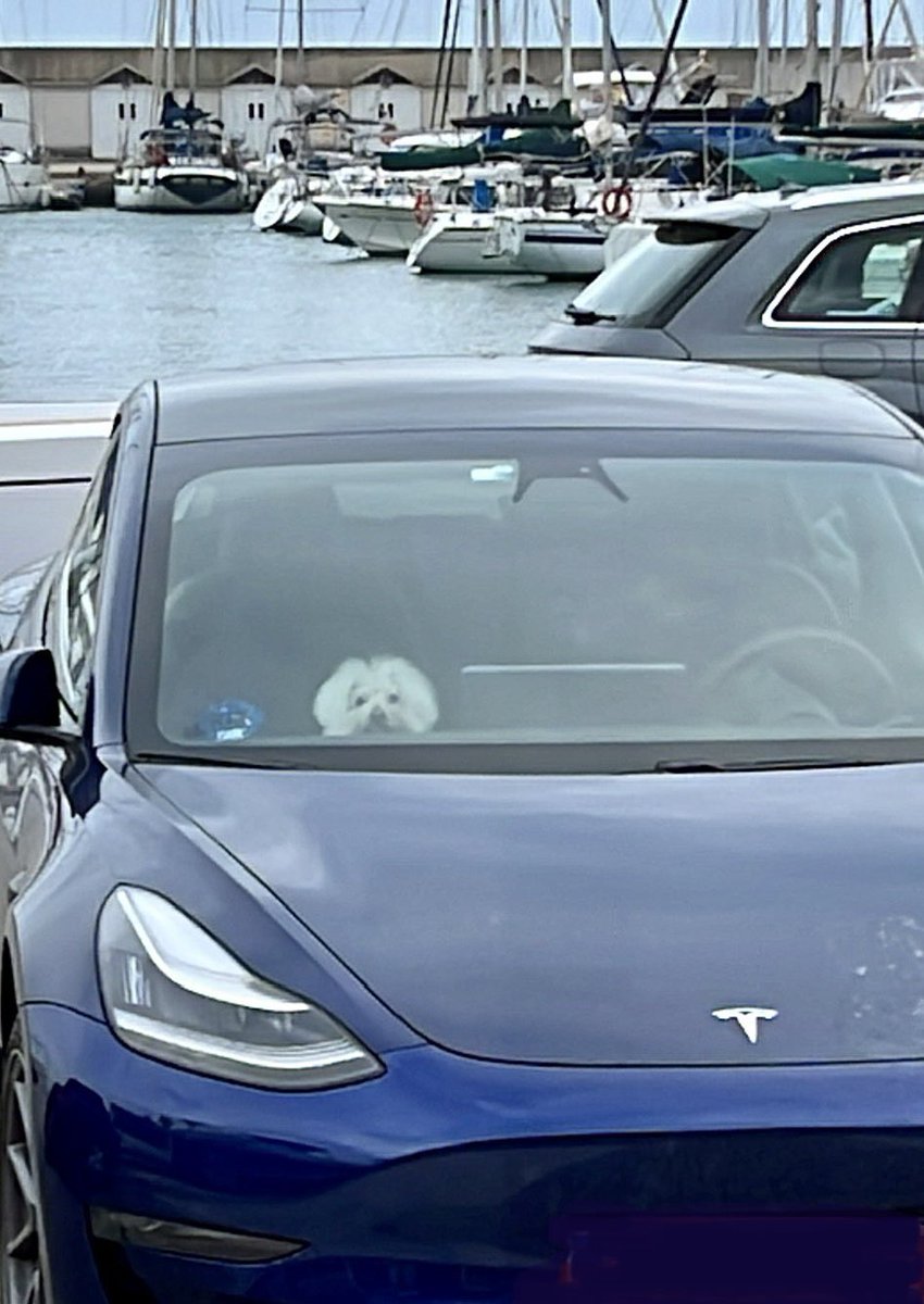 Jaivs's tweet photo. Tesla Modo Perro 😉 #tesla #perro #dog https://t.co/ibpQ7DjYIw