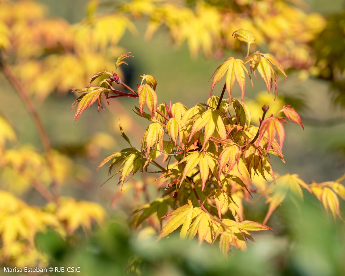 Y, como siempre, los arce japoneses dando el espectáculo 😉. Miniaturas de hojas y flores en armoniosa combinación de color.
(Acer palmatum)