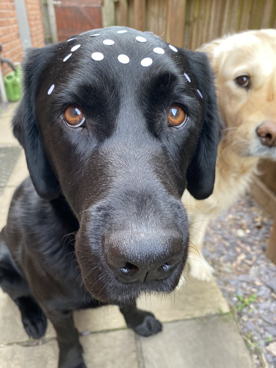More than 1 in 300 humans have a higher risk of getting cancer due to #Lynchsyndrome 🧬#Lynchsyndromeawarenessday #letsgetdotty #wannabedalmation #anythingforabiscuit 🐾