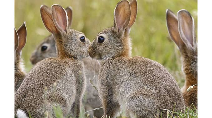 MoLAFWRD_Zim's tweet photo. The local rabbit industry is projected to generate over US 2,5 million from domestic sales over the next five years in line with the aspirations of the Livestock Growth Plan. https://t.co/pqyUOflrK5