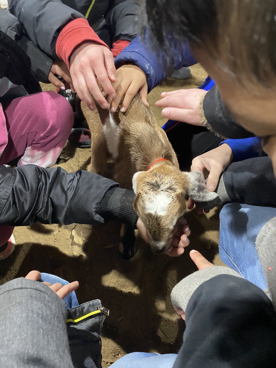 Jennifer1266's tweet photo. Pigs, sheep, goats, and chickens oh my!! @UNLPlatteCounty @ShellCreekVikes #lakeviewvikes https://t.co/XbUFPWG1Zk