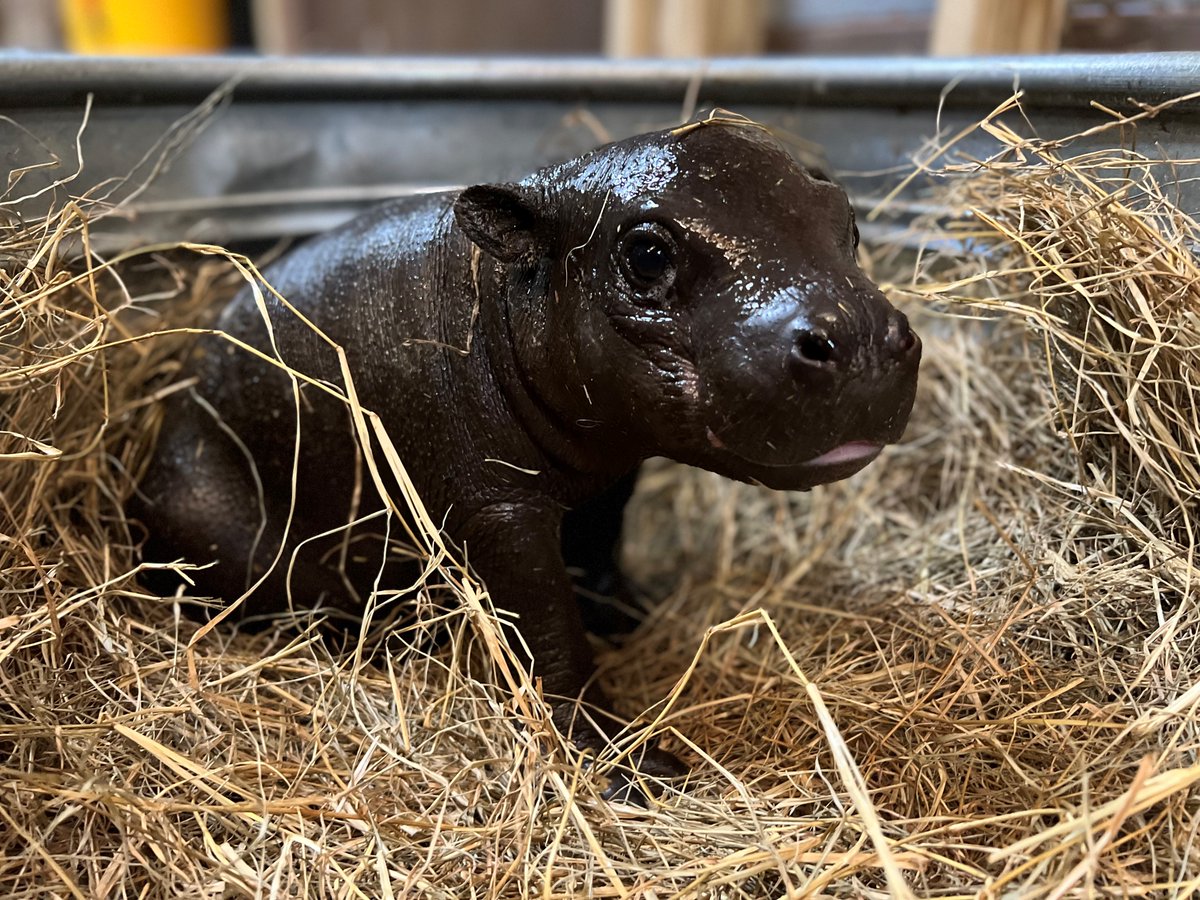 Montgomery Zoo to debuts male Pygmy Hippopotamus calf just in time for Zoo Weekend, March 26-27.  All public, guests, and media ae invited to join us for Hardari’s public debut on Thursday, March 24 @ 10am. #mymgmzoo #zaa #zooweekend